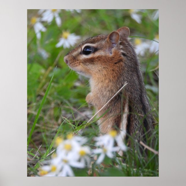 Adorable Chipmunk in flowers  Poster (Front)