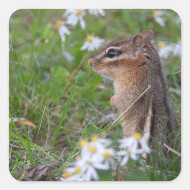 Adorable Chipmunk in flowers Square Sticker (Front)