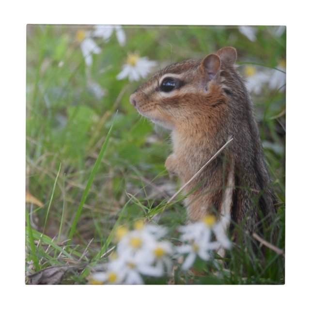 Adorable Chipmunk in flowers  Tile (Front)