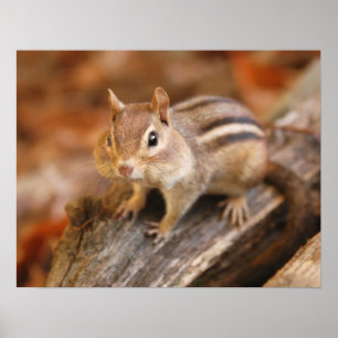 Adorable chipmunk poster