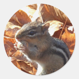 Adorable Chipmunk with Peanut Classic Round Sticker