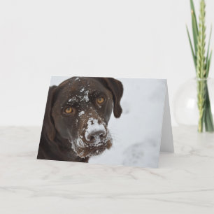 Adorable Chocolate Lab Greeting Card