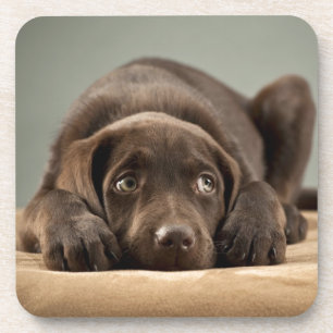 Adorable Chocolate Lab Puppy Design Coaster