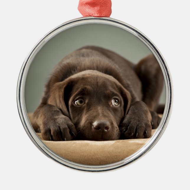 Adorable Chocolate Lab Puppy Design Metal Tree Decoration (Front)