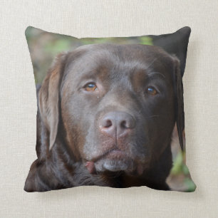Adorable Chocolate Labrador Retriever Cushion