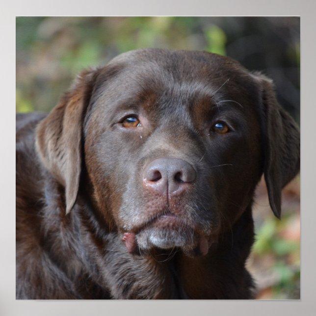 Adorable Chocolate Labrador Retriever Poster (Front)