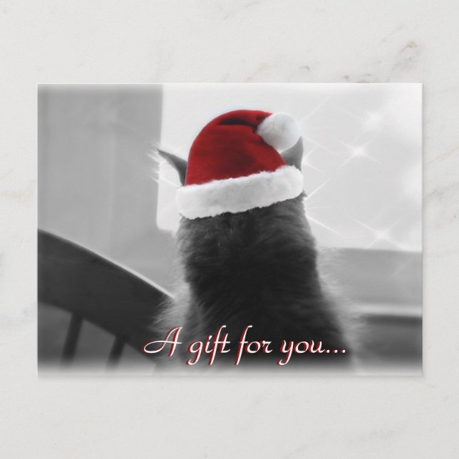 Adorable Christmas Cat Gift Certificate Postcard (Front)