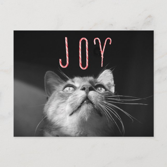 Adorable Christmas Cat Holiday Postcard (Front)