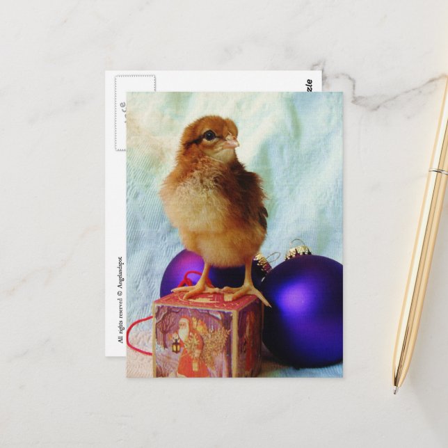 Adorable Christmas Chick Postcard (Front/Back In Situ)