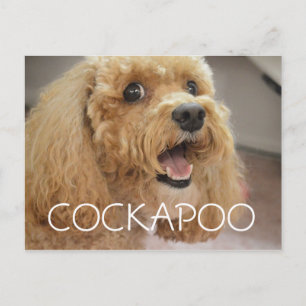 Adorable Cockapoo Dog Smiling Postcard