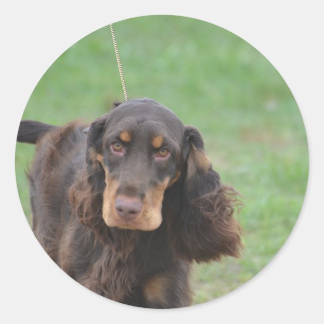 Adorable Cocker Spaniel Classic Round Sticker (Front)