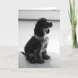 Adorable Cocker Spaniel Greetings Card