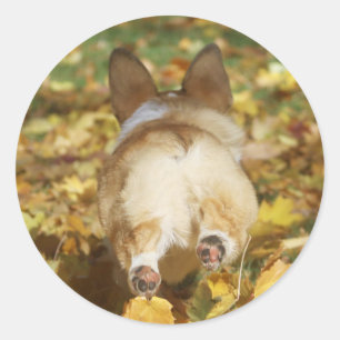 Adorable corgi butt in fall leaves classic round sticker