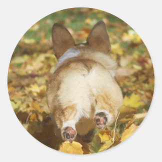 Adorable corgi butt in fall leaves classic round sticker