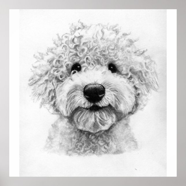 Adorable curly-haired dog sketch, lagotto poster (Front)