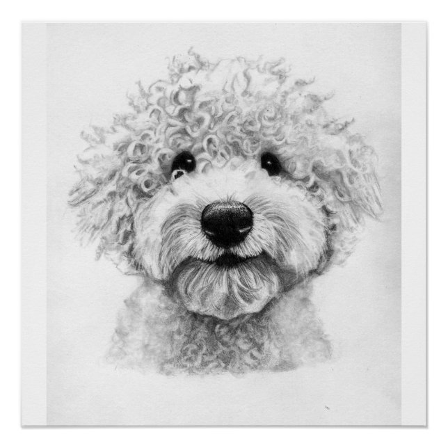 Adorable curly-haired dog sketch, lagotto poster (Front)