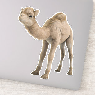 Adorable Cute Baby Camel Sticker - Customisable