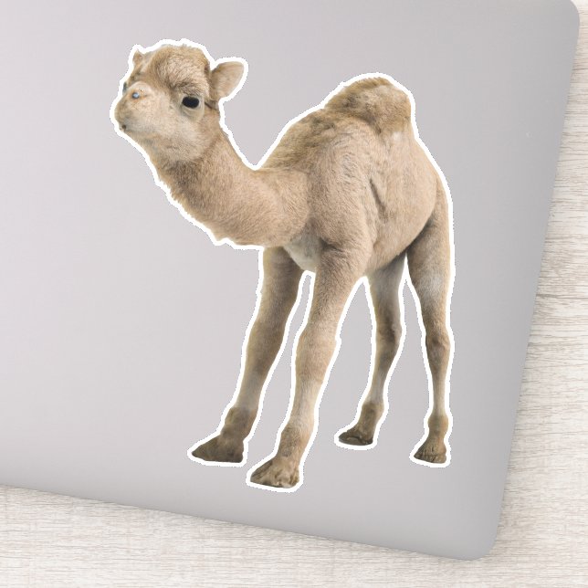 Adorable Cute Baby Camel Sticker - Customisable (Detail)