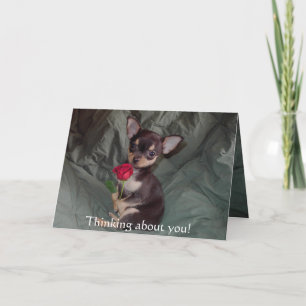 Adorable Cute Baby Chihuahua Merry Rose Card