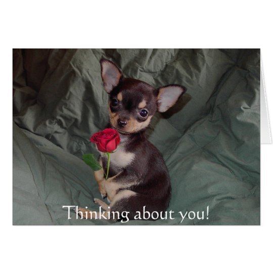 Adorable Cute Baby Chihuahua Merry Rose Card