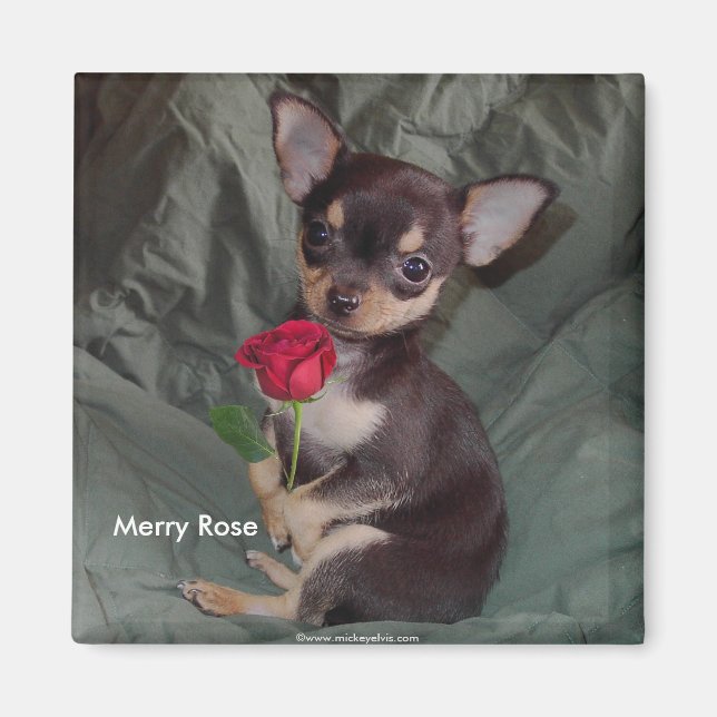 Adorable Cute Baby Chihuahua Merry Rose Magnet (Front)