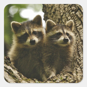 Adorable Cute Baby Raccoons Photo Square Sticker