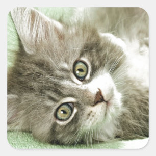Adorable Cute Grey Tabby Kitten Paw Play Tapping Square Sticker