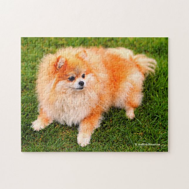 Adorable Cute Pomeranian Puppy Dog Jigsaw Puzzle (Horizontal)