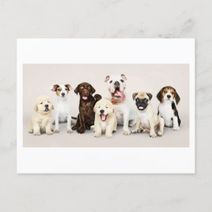 Adorable Cute Puppies Photo Postcard