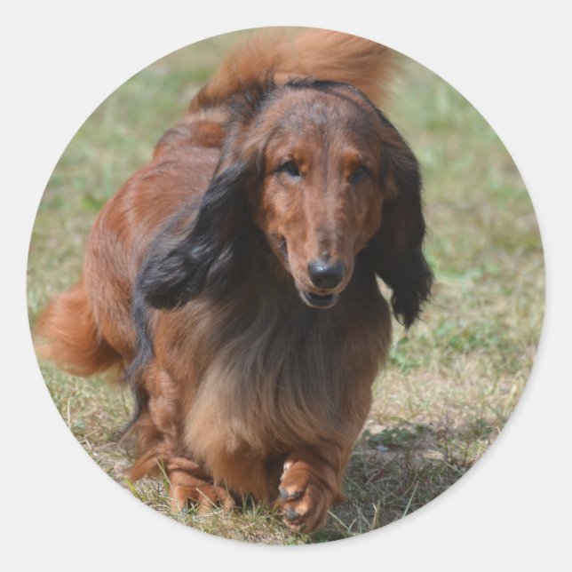 Adorable Dachshund Classic Round Sticker (Front)