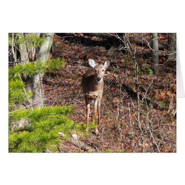 Adorable Deer in the Woods Nature Photography (Front Horizontal)