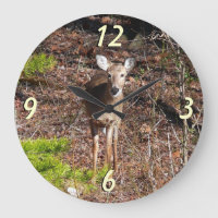 Adorable Deer in the Woods Nature Photography