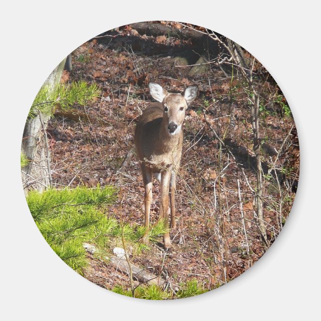 Adorable Deer in the Woods Nature Photography Magnet (Front)