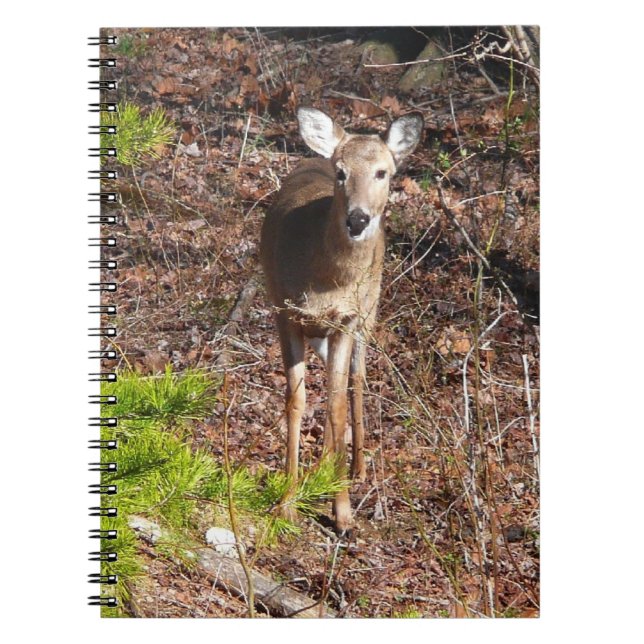 Adorable Deer in the Woods Nature Photography Notebook (Front)