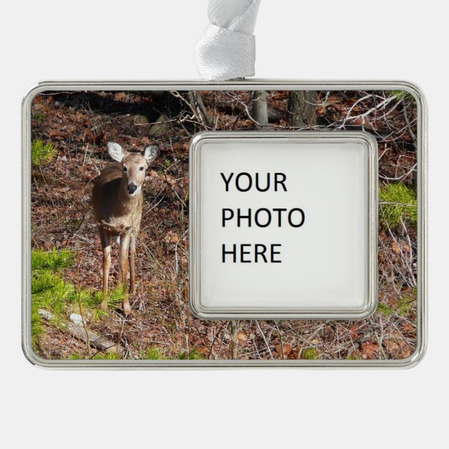 Adorable Deer in the Woods Nature Photography Silver Plated Framed Ornament (Front)
