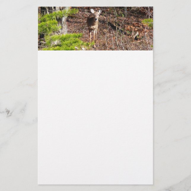 Adorable Deer in the Woods Nature Photography Stationery (Front)