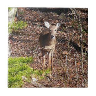 Adorable Deer in the Woods Nature Photography Tile