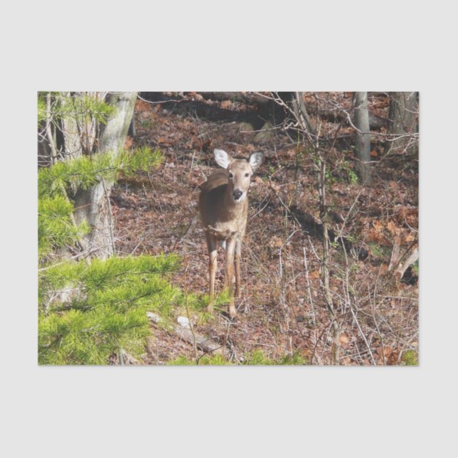 Adorable Deer in the Woods Nature Photography Tissue Paper (Front)