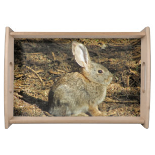 Adorable Desert Bunny Sits in the Sun Photograph Serving Tray