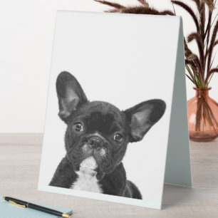 Adorable Dog   Black French Bulldog Face