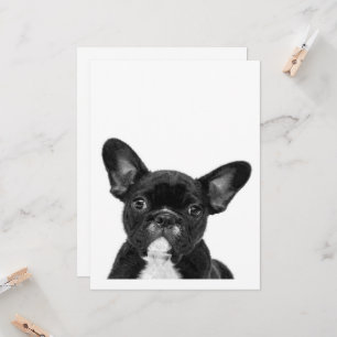 Adorable Dog   Black French Bulldog Face