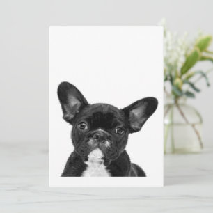 Adorable Dog   Black French Bulldog Face Holiday Card