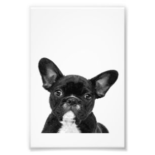 Adorable Dog   Black French Bulldog Face Photo Print