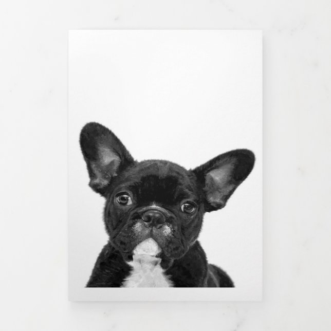 Adorable Dog | Black French Bulldog Face Tri-Fold Announcement (Cover)