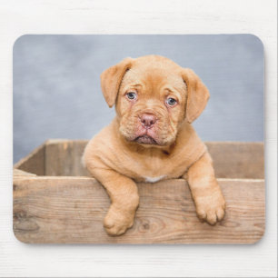 Adorable Dog Love Photo Mouse Mat