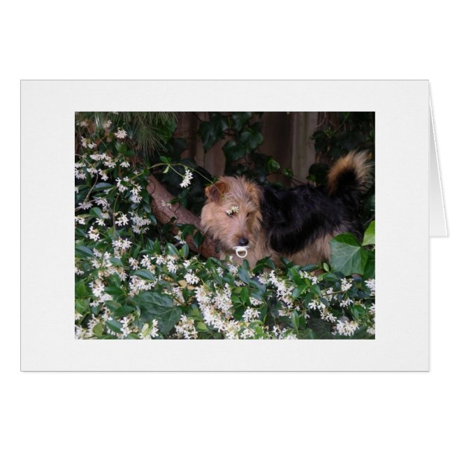 Adorable dog with pacifier (Front Horizontal)