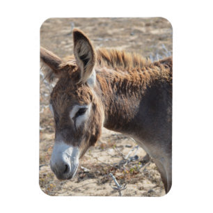 Adorable Donkey Magnet