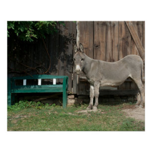 Adorable Donkey Next To Wooden Green Bench Poster