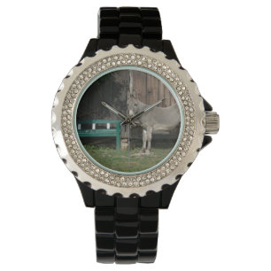 Adorable Donkey Next To Wooden Green Bench Watch