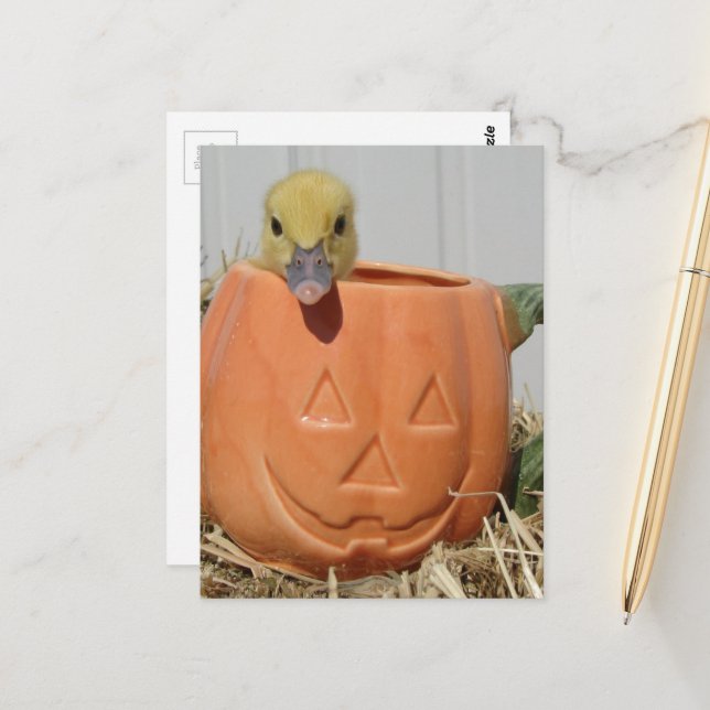 Adorable Duckling in a Pumpkin  Postcard (Front/Back In Situ)
